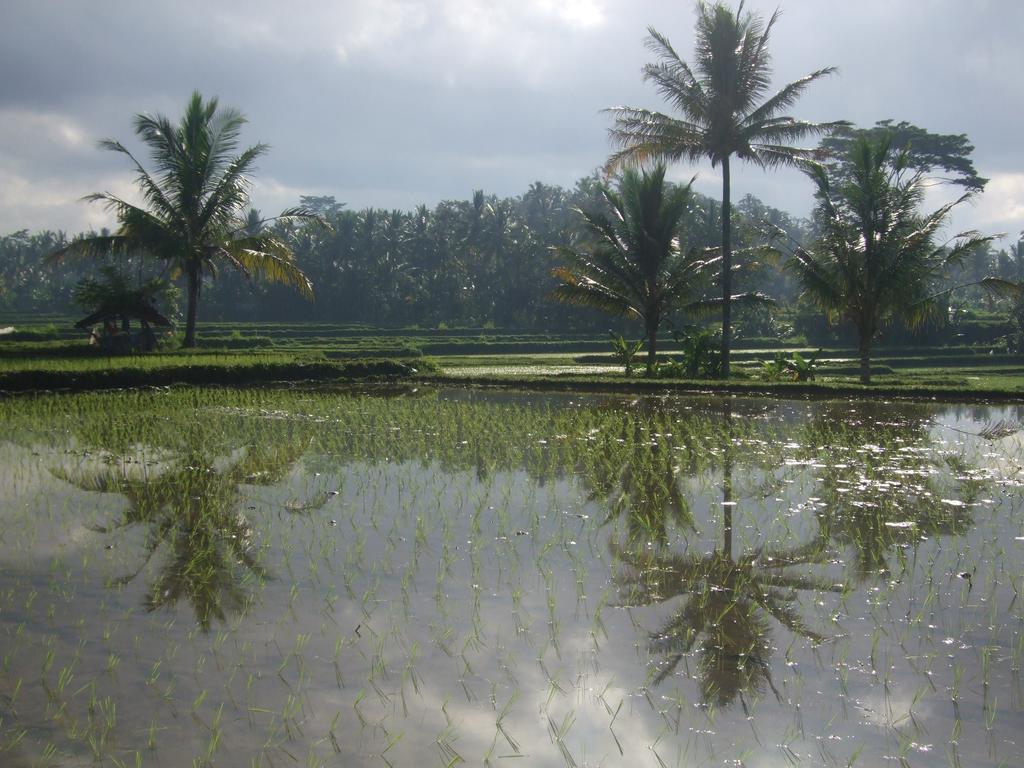 Puri Lotus Hotell Ubud Exteriör bild